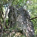 Il caratteristico masso forato lungo il sentiero G nel tratto fra il Costone dello Sgarbaz ed il Rio Valfredda.