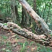 Funghi saprofiti.