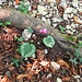 Cyclamen purpurascens Mill.<br />Primulaceae<br /><br />Ciclamino delle Alpi<br />Cyclamen d'Europe<br />Europäisches Alpenveilchen, Gemeine Zyklame, Erdscheibe