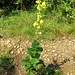 Verbascum densiflorum Bertol.<br />Scrophulariaceae<br /><br />Verbasco falso barbasso <br />Molène à fleurs denses, bonhomme <br />Grossblütige Königskerze, Grossblütiges Wollkraut