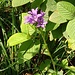 Campanula glomerata L.<br />Campanulaceae<br /><br />Campanula agglomerata <br /> Campanule agglomérée <br />Knäuelblütige Glockenblume, Büschel-Glockenblume