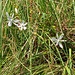 Anthericum ramosum L.<br />Asparagaceae<br /><br />Lilioasfodelo minore <br />Anthéric rameux <br /> Ästige Graslilie