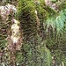 Campylopus introflexus<br />Dicranaceae<br /><br />Muschio<br />Mousse cactus, Torpied cactus, Campylope réfléchi<br />Kaktusmoos, Langhaariges Krummstielmoos, Haartragendes Krummstielmoos<br />