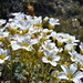 Die Alpenflora in voller Blüte