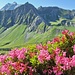 Alpenrosen zuhauf. Die Blütezeit scheint verspätet