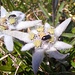 Edelweiss mit Besuch