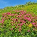 Alpenrosen-Pracht