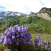 Tausende der hübschen Glockenblumen säumen den WW