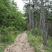 Der Aufstieg beginnt im Kiefernwald.