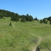 Auf dem offiziellen Wanderweg durch ein Pinus uncinata Wäldchen