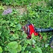 <b>Poco oltre i duemila metri di quota, un maledetto tafano mi azzanna con le sue potenti mandibole e succhia sangue dal polpaccio. Per allontanarlo perdo l’equilibrio e incappo in una rischiosa caduta sul versante a valle. Riesco ad evitare un macigno, comunque rimango schiacciato dalla bici e dallo zaino. Pian pianino mi riprendo, mi libero dalla scomodissima posizione e torno sul sentiero, tre metri sopra. Ai lividi e alle leggere abrasioni, ci penserò una volta rientrato a casa.<img src="http://f.hikr.org/files/3953373k.jpg" /></b>