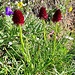 <b>Nigritella rhellicani.</b>