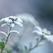 Erstes von vielen Edelweiss
