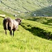 Ein einsames Schaf sucht seine Artgenossen.