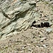 Auf der Suche nach Mineralstoffen