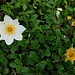 Dryas octopetala o Camedrio alpino