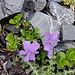 Viola mirabilis