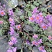 Linaria Alpina o Linajola alpina
