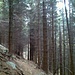 Il sentiero nel bosco, all'altezza dell'alpe di Fontanie