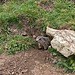 Junges Murmeltier direkt am Wanderweg.