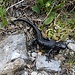 Beim Aufstieg zum Piz Toissa habe ich auch einen Alpensalamander angetroffen.