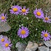 Alpen-Aster.