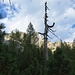 einsamer Baum im Scheiblingsteinkar