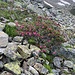 Alpenrosen am Bristensee.