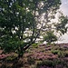 Der Baum im Blütenmeer.