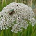 Käfer.