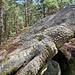 Krokodil.