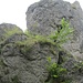 Diesen Seitenturm neben dem Aussichtspunkt könnte man vielleicht über das ansteigende Band erklimmen, aber das war mir zu gefährlich, denn unterhalb des Fotos geht es noch 10 Meter senkrecht hinunter.