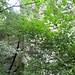 Weiter gehe ich zum nächsten Felsen "Schiefer Turm", der hier zwischen den Bäumen auftaucht.