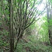 Jetzt besuche ich den "Südostfelsen", der hier aus dem Wald auftaucht.