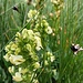 Pedicularis Tuberosa