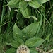 Centaurea Nervosa
