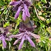 Bartsia Alpina