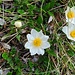 Dryas octopetala - Camedrio alpino