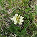 Astragalus genargentus Moris - Astragalo
