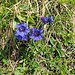 Gentiana Acaulis o di Koch