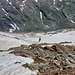 Tiefblick vom 2. Firnfeld zum 1. Feld, links das nach wie vor sehr mächtige und spaltige Maurerkees, da immer noch bis auf 2700m hinabreicht.