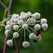 Wald-Engelwurz mit Gästen
