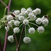 Wald-Engelwurz mit Gästen<br />Die Besetzung änderte sich sekündlich.