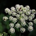 Wald-Engelwurz mit Gästen
