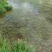 Schönes Wassergras im Grenzsee