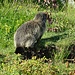 ...und die Murmeltiere am Pass...