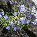 Glockenblumen setzen Farbtupfer in den Kalk.