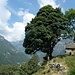 Costoregna, vordere Hütten