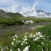...mit herrlicher Alpenflora...