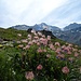 Dann geht es an Bergblumen vorbei...